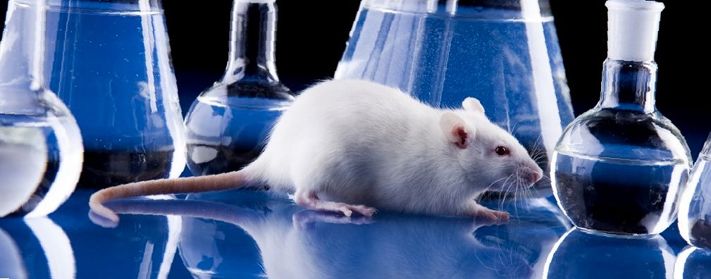 Лечение абсцесса у домашних крыс