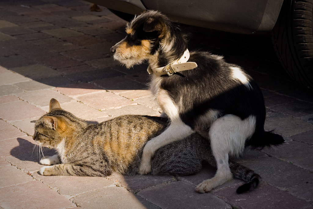 Спаривание маленьких. Собака спаривается с кошкой. Собака спариваетсяскатом. Кошки совокупляются. Кот и кошка совокупление.