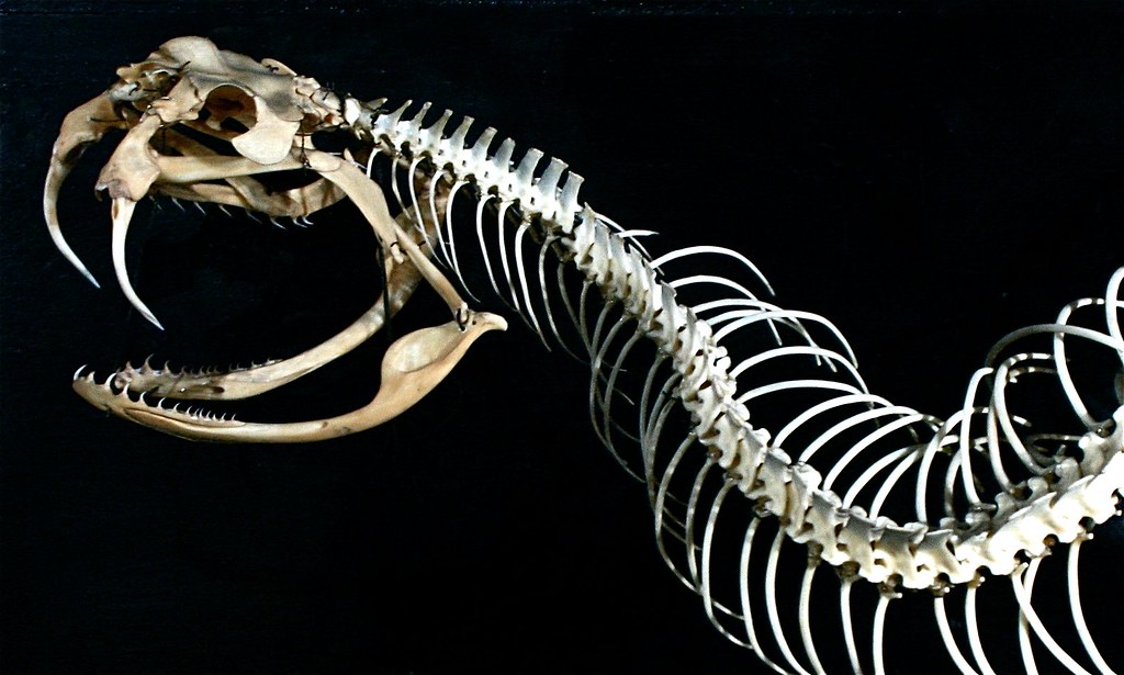 Челюсть рептилий. Скелет змеи гадюки. Пресмыкающиеся скелет змеи. Скелет ядовитой змеи. Скелет безногих.