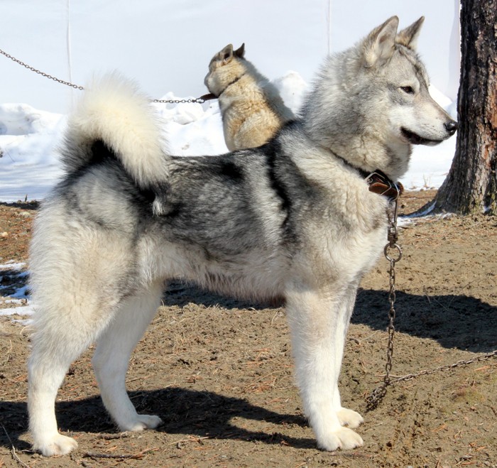 Сиб лайки