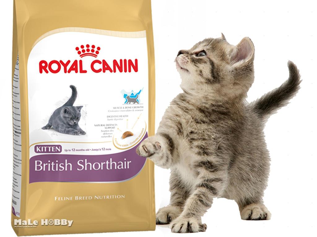 Какой сухой корм лучше для котов. Royal Canin для шотландских вислоухих. Роял Канин для шотландских кошек вислоухих. Корм Роял Канин для кошек шотландской вислоухой. Корм Royal Canin для шотландских кошек.