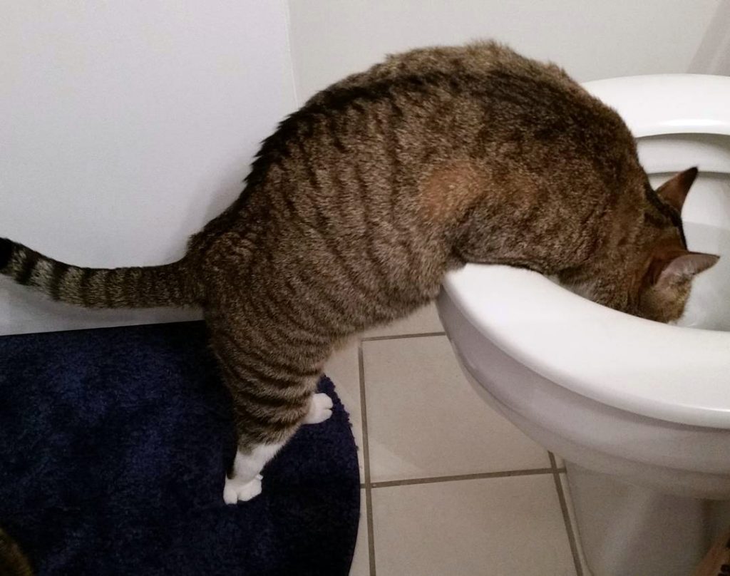 Как заставить кота пить воду: какую воду давать питомцу, выбор миски и места для водопоя, а также несколько хитростей, усиливающих привлекательность воды для кошки