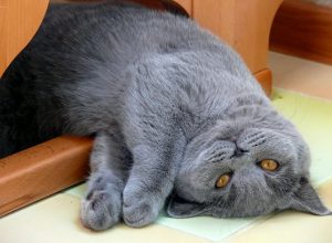 Правильно ли развивается питомец: вес британского котенка по месяцам в таблице