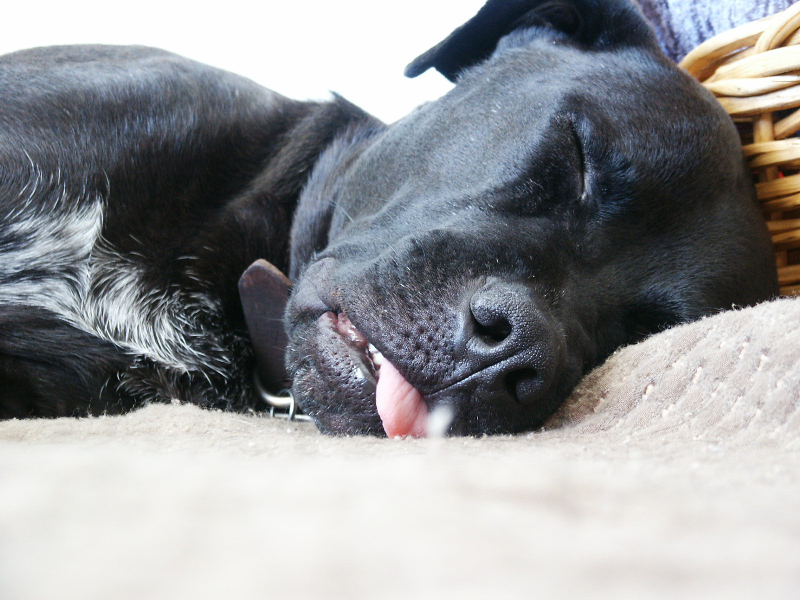 Черная собака во сне к чему снится. Инсульт у собаки симптомы. Инсульт у собак симптомы смерть.