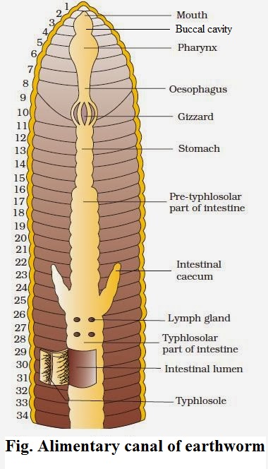 Alimentary tract of earthworm