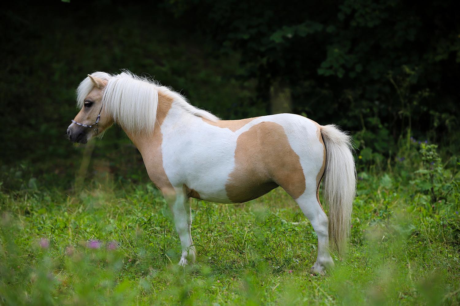 Лошадки настоящие. Лошадь породы шетлендский пони. Лошади породы Фалабелла. Пони лошадь Фалабелла. Ноджин Уэльский пони.