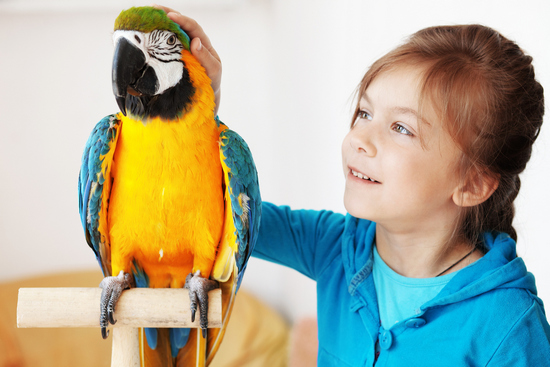 Сколько живут попугаи ара в природе и дома?