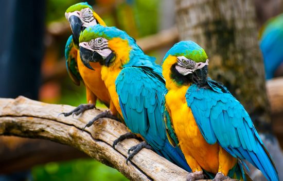 Сколько живут попугаи ара в домашних условиях