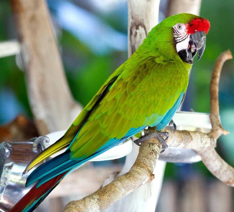 Маленькая ара. Малый солдатский ара. Попугай ара солдатский. Grand Military Macaw. Большие зеленые попугаи.