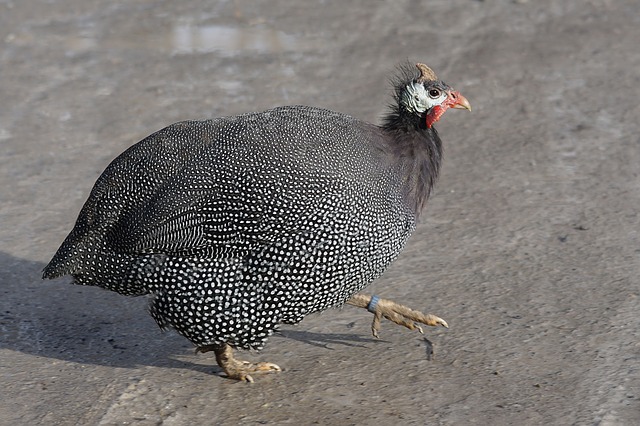 Guinea fowl