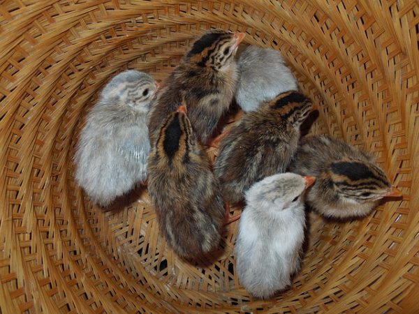 Guinea keets