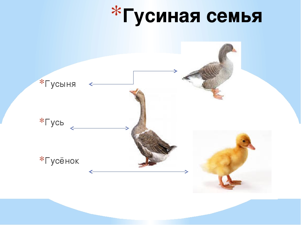 Как можно назвать гуся девочку. Гусь гусыня гусенок семья. Гусь утка селезень. Семья гусей название. Гусь и утка отличия.