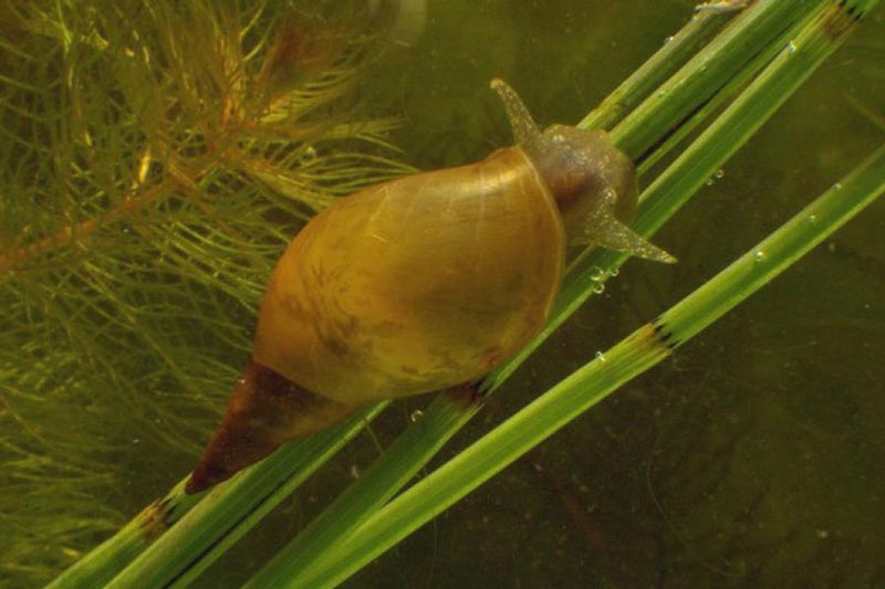 Болотный прудовик