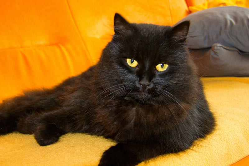 Кошка черного окраса