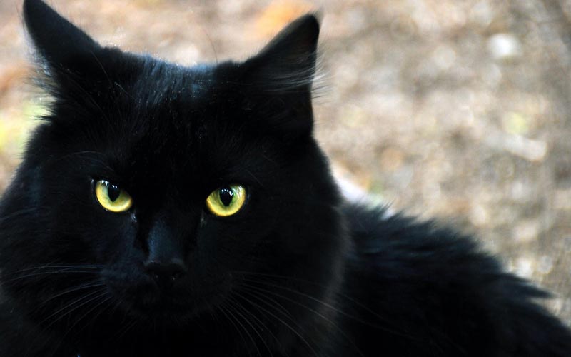 Кошечка черного цвета