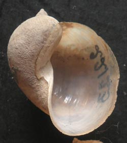 Ушковый прудовик