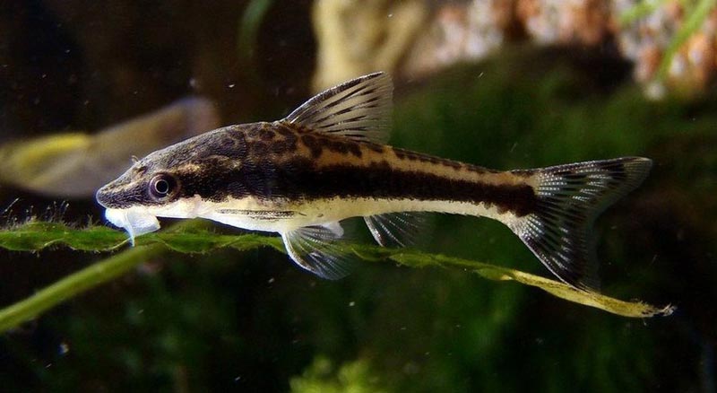 Сомик Аффинис Аффинис