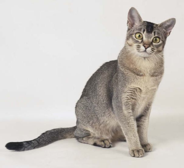 Порода Азиатская дымчатая Азиатская дымчатая кошка