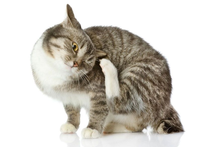 Кот чешется от перхоти