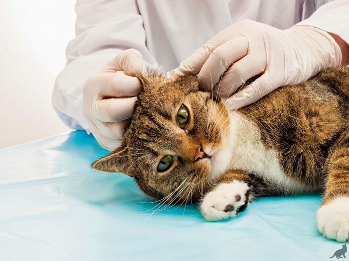 Кот на осмотре у ветеринара