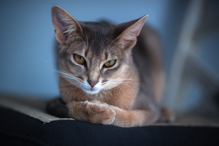 Серая Абиссинская кошка Серая Абиссинская