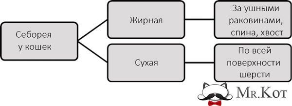 Виды себорее у кошек