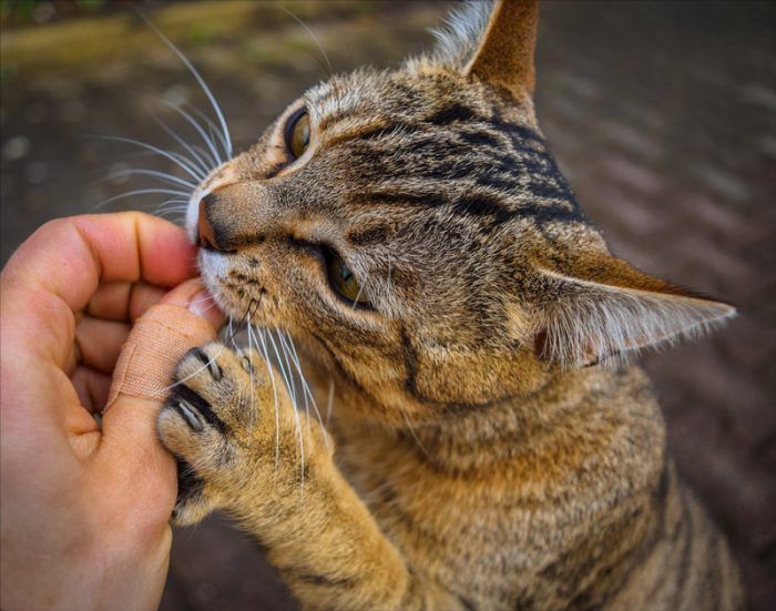 Кошка кусает хозяина