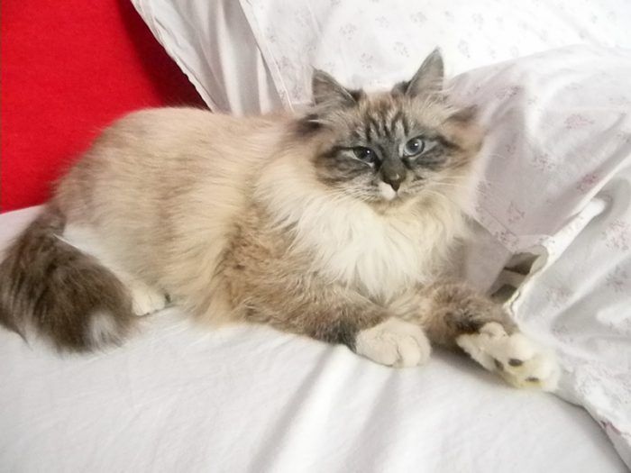 Невская лежит