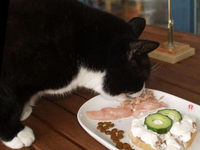 Кот ест натуралку
