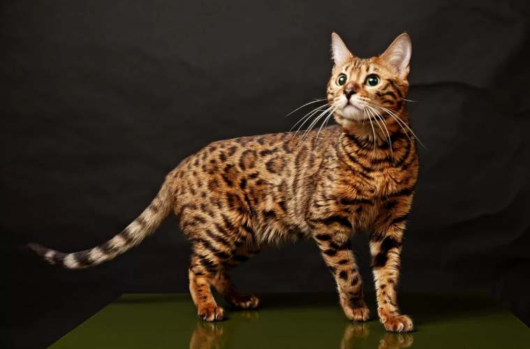 Бенгальская кошка как леопард