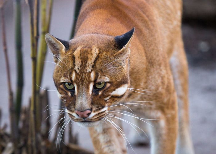 Кошка temminckii temminckii