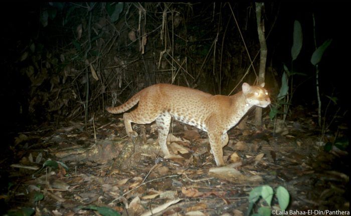 Caracal aurata aurata