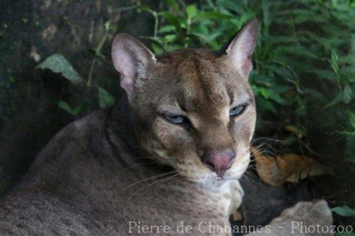 Caracal aurata celidogaster