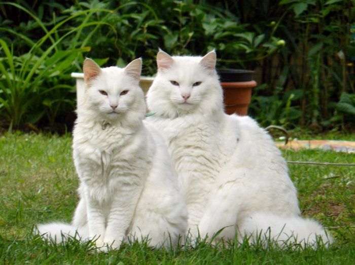 Две белые кошки