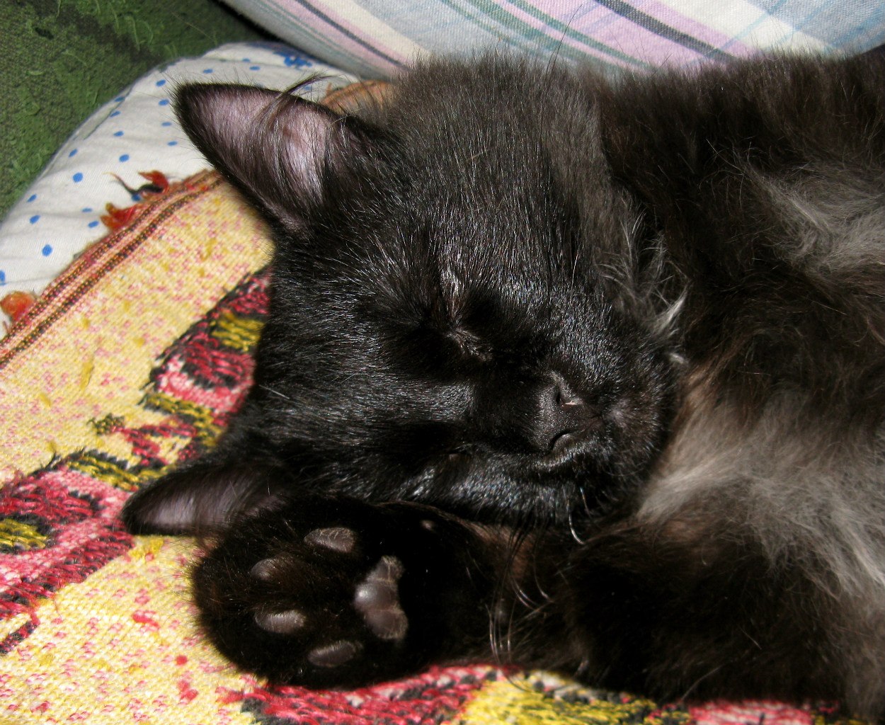 Черные котята во сне к чему снятся. Спящий черный котенок. Черный котенок со сломанными лапками. Спящие черные котята британцы. Черный котёнок со сломанной лапой.