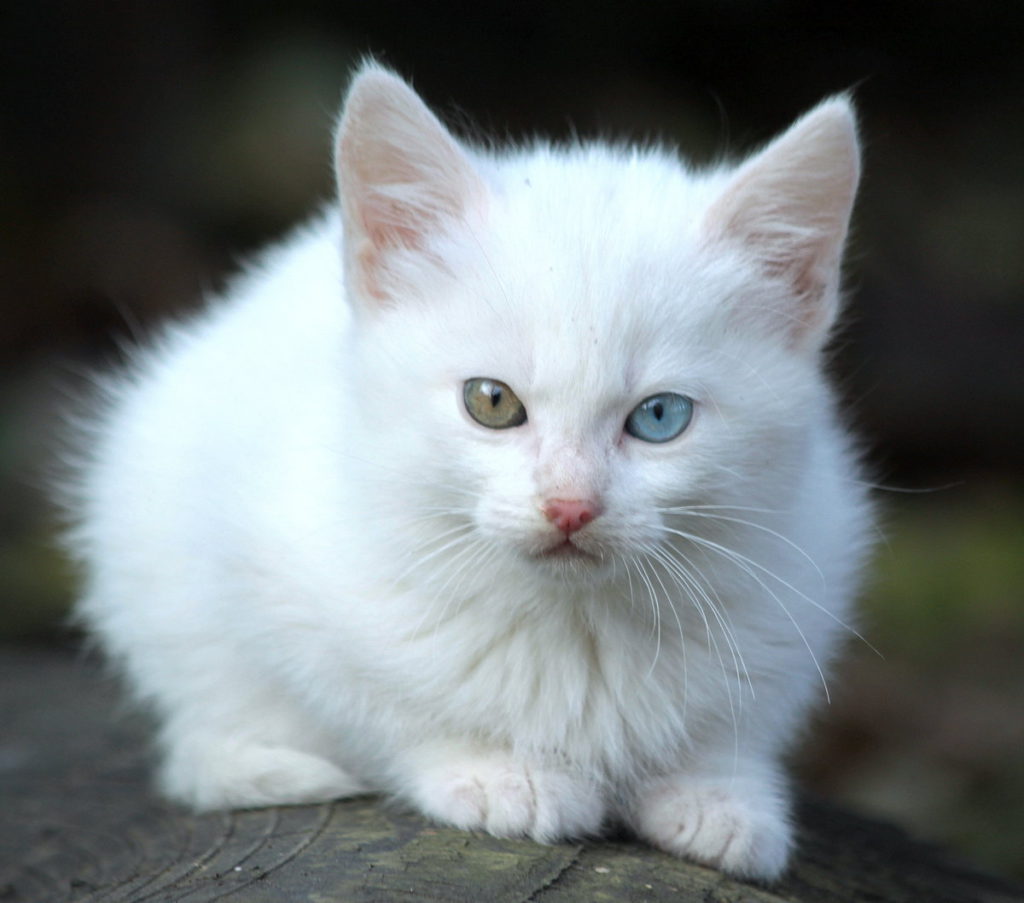 Как называется белая порода кошек