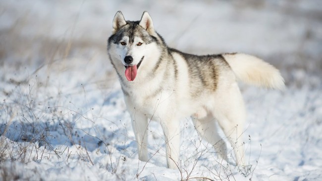 Сибирский хаски фото