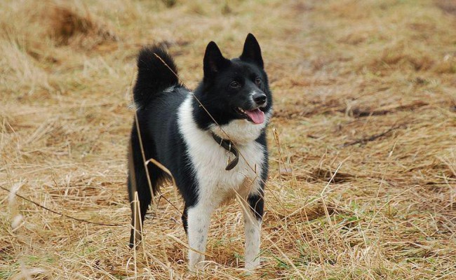 Русско-европейская лайка фото