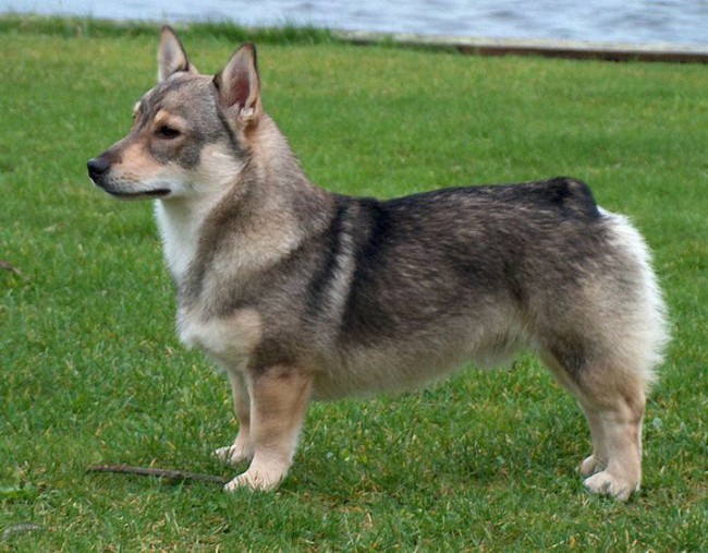 Вестготский шпиц фото