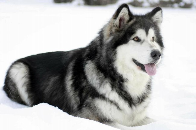 Аляскинский маламут фото