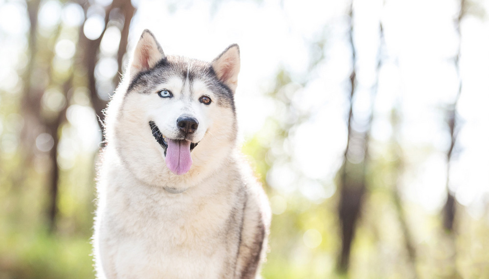 Северные породы собак