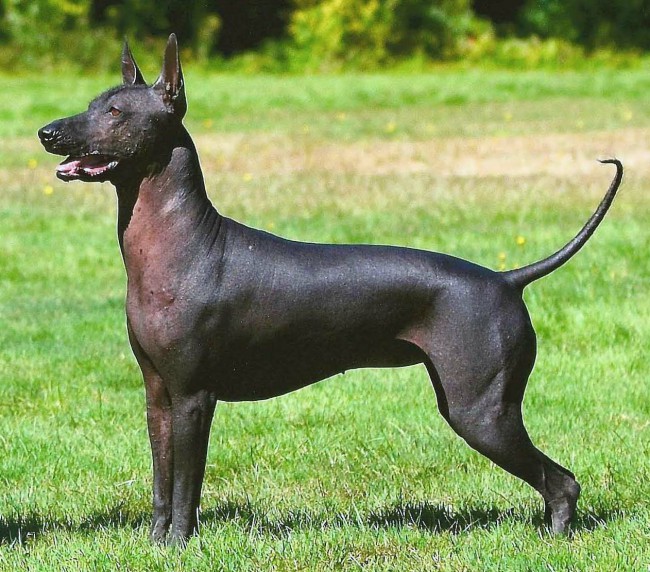 африканская голая собака - лысые породы собак