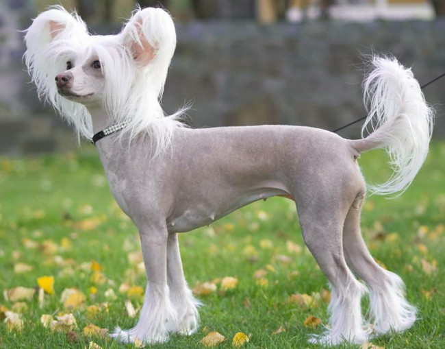 китайская хохлатая собака - породы собак с картинками