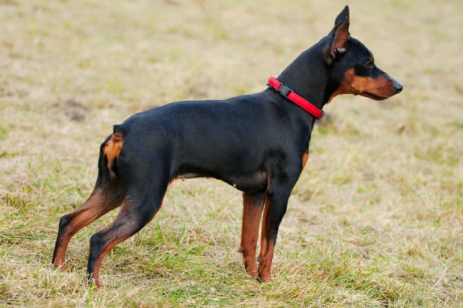 карликовый пинчер - короткошерстная порода собак
