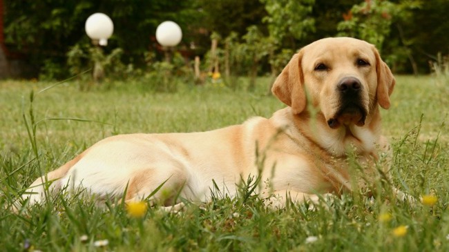 лабрадор - породы собак с фотографиями и названиями пород