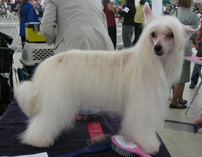 китайская хохлатая пуховая собака фото