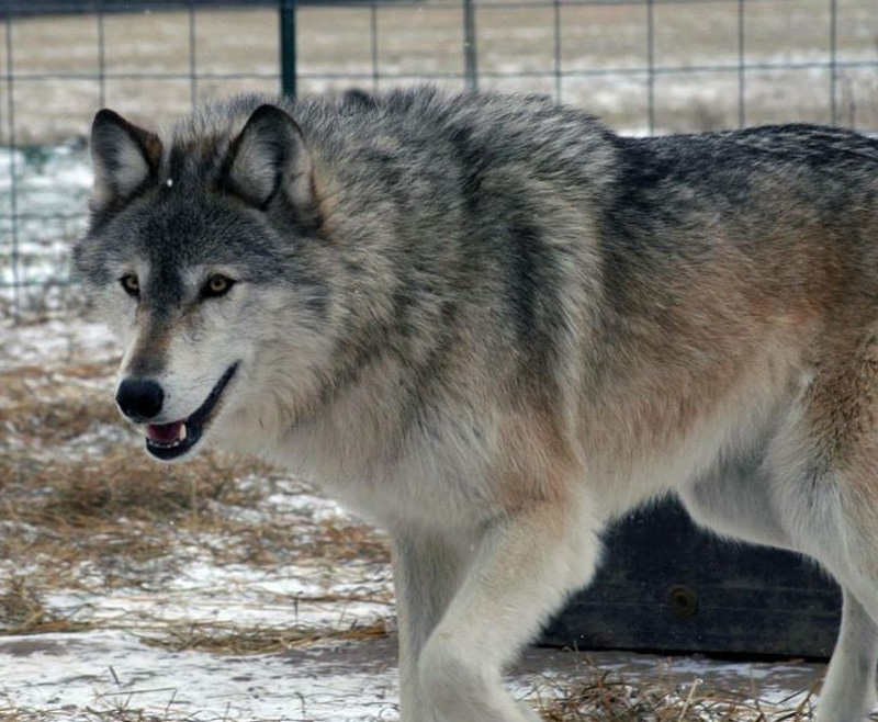 Смесь волка и лайки