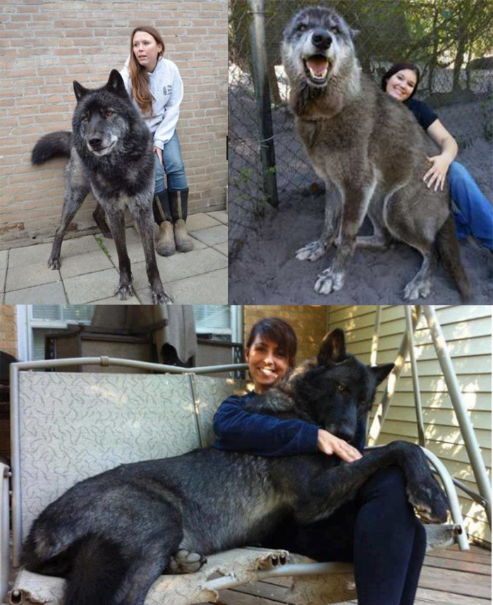 Гибрид волка - фото из социальных сетей