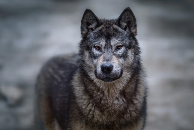 Аляскинский маламутский гибрид (воламут)