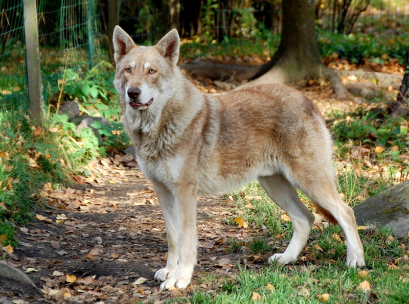 Волчья собака Саарлооса